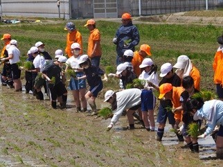 田植え体験４