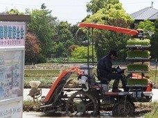 田植え体験６