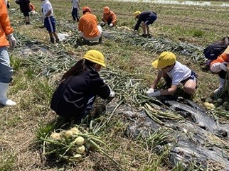 玉ねぎ収穫体験４