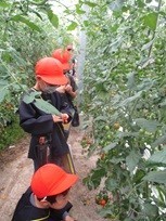 ミニトマト見学２