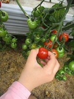 ミニトマトの実