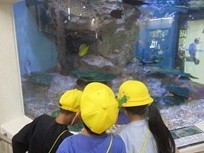 水槽見学１