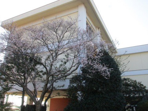 四季桜